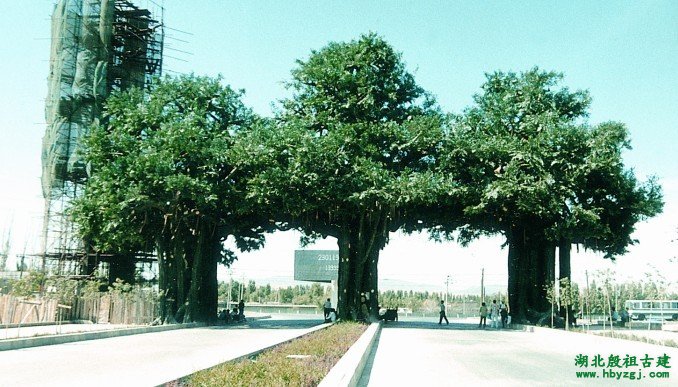 新疆乌市开发区泥塑榕树